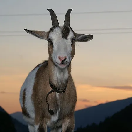 Oberhorner Affittacamere 3*