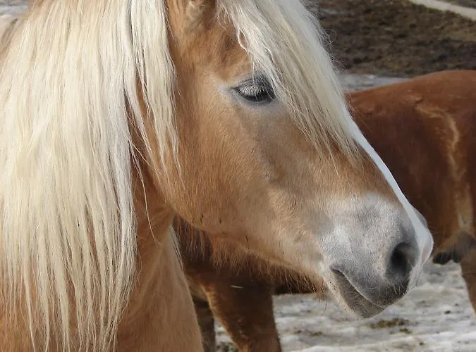 Oberhorner Konukevi Schladming