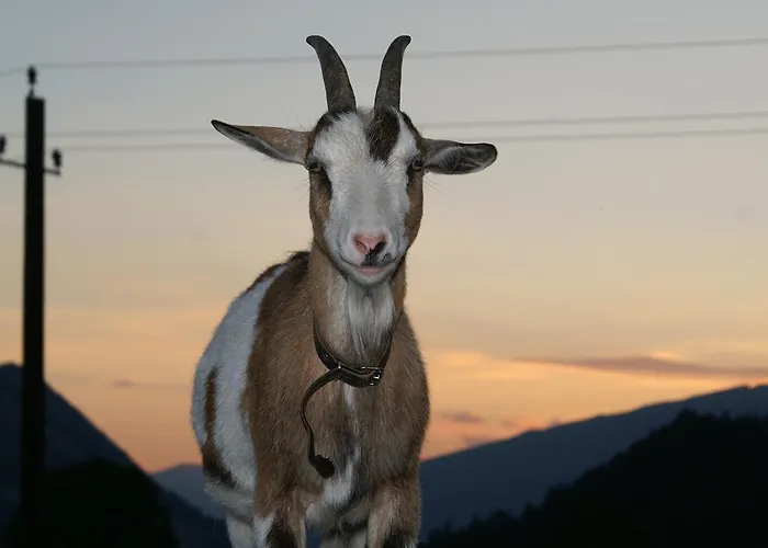 Oberhorner Πανσιόν 3*